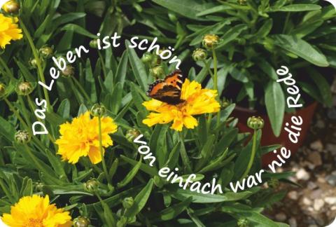 happy card 105 Blumen